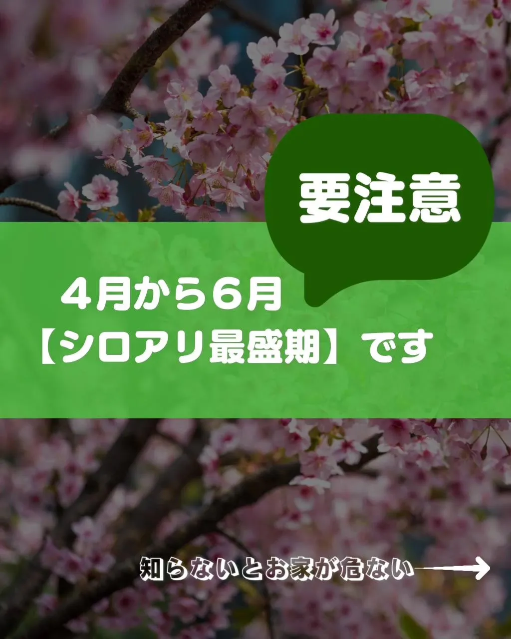 【春が危ない！】